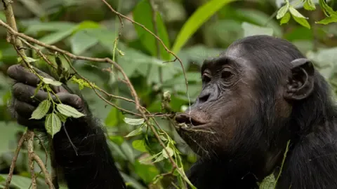 Wild Chimps Drinking a Daily Dose of an Alcoholic Beverage Per Day from Overripe Fruit, Investigation Finds