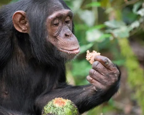 Wild Chimps Ingest Everyday Alcohol Equivalent to a Pint from Fermented Fruit